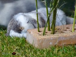 Haustiermesse Wien 2.03.2025